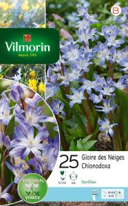 Chionodoxa Luciliae (x25)